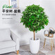 瑰瑋送貨上門(mén)辮子發(fā)財樹(shù)大型綠植室內花卉家居盆栽辦公室客廳開(kāi)業(yè)喬遷 平安樹(shù)約50-60厘米 含塑料盆（普通塑料盆）