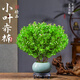 臨雅小葉赤楠盆景金絲楠木老樁綠植物室內桌面盆栽好養冰裂盆源頭直發(fā)