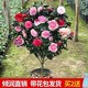 盆栽茶花苗 四季香妃茶花 山茶花盆栽帶花苞濃香型茶花樹(shù)苗庭院室內(nèi)好養(yǎng)五色赤丹茶花樹(shù)苗花卉植物 精品五色茶花 6年苗花苞滿頭