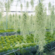 空氣鳳梨無(wú)土植物懶人植物室內凈化空氣桌面擺件盆景易養活 掛式老人須(28-32克) 好物