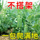 軟莢荷蘭豆種子甜脆四季軟莢無(wú)筋豆籽耐寒豌豆豆角農家蔬菜種子. 荷蘭豆種子【當季新種】 粒粒精選【三包】約148粒++品