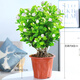 【雅之典】重瓣茉莉花盆栽室內觀花植物四季好養(yǎng)帶花苞開花不斷綠植 茉莉花6年苗【原盆】 好養(yǎng)活