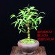 佛肚竹盆栽羅漢竹葫蘆竹陽(yáng)臺室內綠植觀(guān)賞竹竹子植物辦公室 佛肚竹+鳥(niǎo)語(yǔ)花香紫砂盆 帶盆栽好