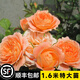 坤卉薔薇花苗爬藤耐寒藤本月季特大爬墻花卉陽(yáng)臺盆栽庭院植物四季開(kāi)花 甜夢(mèng)（當年開(kāi)花爆滿(mǎn)） 1.6米左右爬藤特大苗
