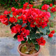 聽(tīng)雪樓三角梅四季開(kāi)花陽(yáng)臺爬藤三角梅盆栽花苗老樁三角梅 中國紅【五年大苗】 約40-50cm