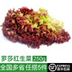 綠食者 紅葉生菜250g 羅莎紅羅沙紅紫葉紅葉生菜 新鮮蔬菜西餐沙拉食材