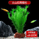瘋狂水草（FKSC）魚(yú)缸水草植物真草水培裝飾陰性?xún)艋|(zhì)火山石小魚(yú)缸造景全套 南極衫