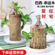 一名花匠巴西木幸運(yùn)水養(yǎng)植物小辦公室內(nèi)桌面格魯特四季樹(shù)樁水培綠植 巴西木(6cm)+陶瓷盆+格魯特