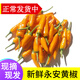 辰實【現(xiàn)摘】福建永安小黃椒 新鮮黃椒 農(nóng)家魔鬼泡椒小辣椒黃辣椒 2斤