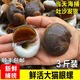 海鮮水產(chǎn)鮮活大貓眼螺 大沙螺紅香螺新鮮貓眼螺玉螺海鮮貝類(lèi)海螺 貓眼螺 500g 簡(jiǎn)裝 4斤裝【7～10個(gè)左右/斤】