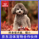 京狼圖騰泰迪幼犬 茶杯犬 純種狗狗活體泰迪寵物狗活體小狗活物貴賓 灰色