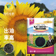 鳳鳴雅世矮大頭油葵種子榨油葵花種籽出油率高大XC302油葵種子100克