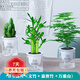 祺典花卉植物室內(nèi)花辦公桌面凈化空氣水培小綠植好養(yǎng)易活驅(qū)蚊盆栽 【32%購買】萬重山+文竹+富貴竹 帶盆栽好