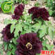 周金祥洛陽(yáng)菏澤花苗盆栽庭院綠植花卉芍藥多分枝 7年大苗 當年開(kāi)花 黑牡丹7年大苗 不含盆