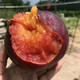 嫁接桃樹(shù)苗大桃苗盆栽地栽南北方種植果樹(shù)苗 黑油桃 81cm(含)-110cm(含)
