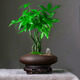 臨雅五福發(fā)財樹(shù)小盆栽綠植辦公桌植物好養招財樹(shù)中式禪意盆景源頭直發(fā)