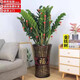 胡麗綠植盆栽金錢樹綠蘿發(fā)財(cái)樹綠植客廳大盆栽大型綠植辦公室室內(nèi)植物 金錢樹80cm-1米含陶瓷盆