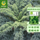 鳳鳴雅世 食用羽衣甘藍(lán)種子耐寒高端羽衣甘藍(lán)種籽春秋季蔬菜種孑四季盆栽 綠翡翠羽衣甘藍(lán)種子100粒 菜種子