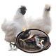 對面小城 烏雞白鳳烏骨雞3只新鮮土雞肉  整雞 700g/只