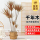 臨雅七彩千年木盆栽大型綠植馬辦公室客廳好養室內吸甲醛植物源頭直發(fā)