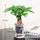 吊蘭蘆薈綠植盆栽室內水培植物花卉 發(fā)財樹(shù)(大收腰玻璃瓶) 含盆