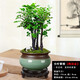 想開(kāi)小葉紫檀盆景植物老樁盆栽辦公室桌面室內花卉綠植好養活四季擺件