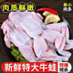 大牛蛙肉鮮活冷凍半成品冰凍田雞去皮商用田雞速凍食材 去皮去頭牛蛙 3斤（9只左右）