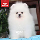 京狼圖騰博美犬純種寵物狗博美幼犬長不大雙血統(tǒng)寵物狗博美犬活體茶杯犬 血統(tǒng)級 2