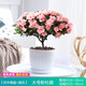 花翁杜鵑花盆栽花卉植物四季開(kāi)綠植 大號(hào)粉色仿木桶盆 源頭直發(fā)