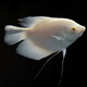 瀚幻紅眼招財魚(yú)戰船魚(yú)熱帶魚(yú)活體紅尾戰船古代黑戰船大型觀(guān)賞魚(yú)發(fā)財魚(yú) 紅眼招財魚(yú)16-18cm 1條