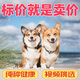 井莎 柯基犬柯基幼犬寵物狗幼崽寵物狗狗活體小狗活物中型犬短腿 混血級(jí) 母