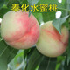 言清 桃樹(shù)苗 嫁接桃子苗 當年結果 南北方種植庭院陽(yáng)臺盆栽地栽果樹(shù)苗 水蜜桃 3年苗(容易成活)