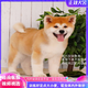 活體寵物純種秋田犬幼犬活體日本秋田犬寵物狗幼崽大骨架日系秋田活體幼犬 寵物級 公