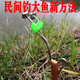 歸趣帶彈簧不銹鋼地插釣魚地插線自動(dòng)釣魚神器鈴鐺釣魚針爆炸鉤甲魚鉤 20米線成品3套大單鉤 其他