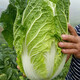 壽禾 大白菜種子大全秋季籽娃娃菜山東蔬菜四季播天津青麻葉菜籽 義和秋【膠州大白菜種子】10g裝
