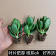 唯友  玉樹盆栽老樁盆景大型多肉植物室內(nèi)客廳陽臺辦公桌紅邊大葉多肉植物 玉樹1年苗【2顆】 不含盆
