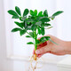 慎思苑水培鴨腳木盆栽四季水培植物室內好養(yǎng)辦公室綠植玻璃瓶水養(yǎng)鴨掌木 鴨腳木一顆