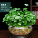 綠有意帶葉銅錢草水培植物辦公室內(nèi)盆栽客廳桌面綠植花卉趣味水養(yǎng)金錢草 【帶葉】茂盛銅錢草(透明盆） 含盆