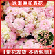 臨雅長壽花盆栽四季開花重瓣變色龍大花帶花苞花苗室內(nèi)易活花卉綠植物 【冰淇淋】長壽花-帶花發(fā)貨