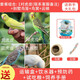 朗繽 鸚鵡活體鳥活物虎皮鸚鵡寵物活鳥玄鳳鸚鵡手養(yǎng)鳥會(huì)說話幼鳥幼崽 2只（顏色備注+別墅籠+云梯+窩