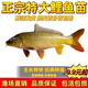 特大鯉魚(yú)苗黃河大鯉魚(yú)黃金鯉魚(yú)稻田鯉魚(yú)苗鮮活養殖可食用鯽魚(yú)魚(yú)苗 正宗鯉魚(yú)苗2-4厘米50條送5條