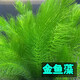 逸樂寵魚缸水草活體魚缸造景懶人水草套餐有莖類水榕前中后景水蘭珍珠皇冠真水草水蘭水族箱裝飾小魚缸造景 金魚藻10顆帶陶瓷環(huán)