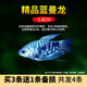 CRAZY PLANT曼龍魚(yú)活體觀(guān)賞魚(yú)活體熱帶好養耐活淡水冷水招財風(fēng)水水族小金魚(yú)苗 精品藍曼龍5-6cm 3+1