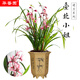 華香園綠植花卉蘭花四季建蘭臺(tái)北小姐紅粉佳人辦公室內(nèi)客廳盆栽 臺(tái)北小姐10苗 不帶花苞 裸根發(fā)貨