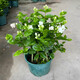 茉莉花盆栽 · 濃香型花卉 陽臺(tái)室內(nèi)綠植盆栽 辦公室花卉綠植 茉莉花6棵【帶花苞】+加侖盆 濃香型