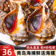 ?；蕿?鮮活海螺新鮮青島海捕海鮮水產(chǎn)貝類田螺花螺小海螺特大海螺500g