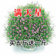 簡(jiǎn)雪花卉種子花籽四季種易活四季開(kāi)花室外鮮花盆栽種植庭院室內多年生 滿(mǎn)天星種子1斤