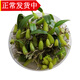 辰實(shí)【現(xiàn)貨】廣東新鮮石橄欖草 雙葉石仙桃 現(xiàn)采石橄欖 單葉中大號(hào)石橄欖500克