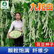 農(nóng)點贊豆角籽種大全九粒白蕓豆種子白不老架豆紫豇豆種子四季豆蔬菜種籽 [可大田種]九粒白蕓豆種子30克