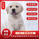 咯咪純種拉布拉多犬活體寵物狗拉布拉多幼犬尋回犬導(dǎo)盲犬小狗 血統(tǒng)級(jí)
